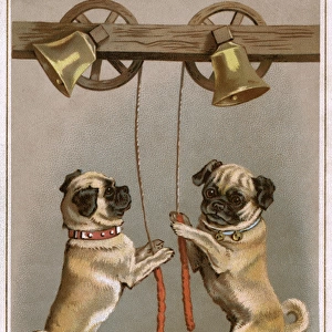 Bell ringing pug dogs