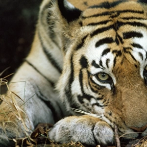 Bengal / Indian TIGER - resting head on paw