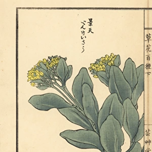 Benkeisou or garden stonecrop, Hylotelephium erythrostictum