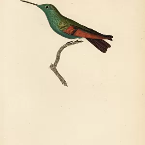 Berylline hummingbird, Amazilia beryllina. Adult male