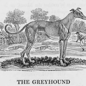 Perro Galgo Bewick