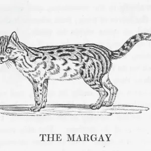 Bewick / Margay