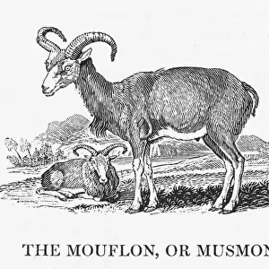 Bovidae Collection: Mouflon