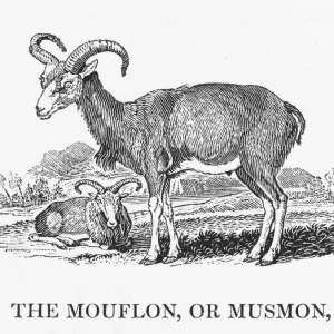 Bewick's Print of Mouflon (Capra aegagrus) Bewick's Print of Mouflon (Capra aegagrus)