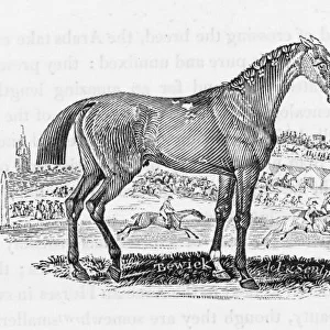 Bewick Race Horse