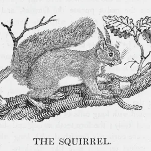 Red Squirrel Print Red Squirrel Print