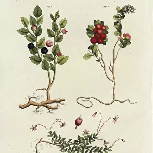 Bilberry, cowberry and cranberry