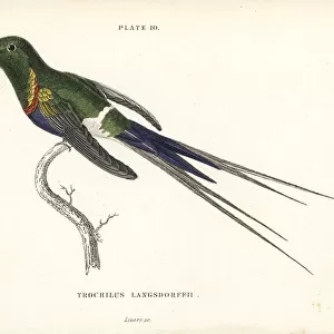 Hummingbirds Collection: Black Bellied Thorntail