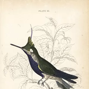 Black-breasted plovercrest, Stephanoxis lalandi