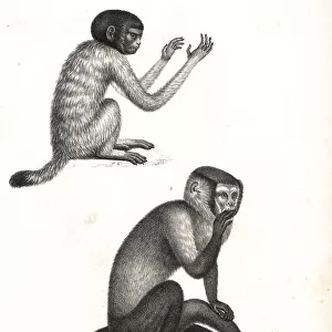 Black-headed uakari and black capuchin