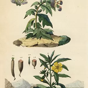 Black henbane and Peruvian primrose-willow