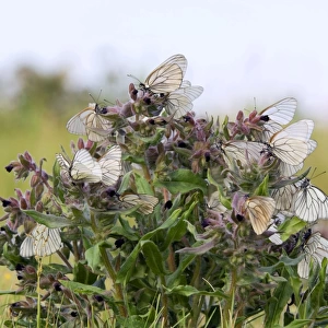 Black-veined White Butterflies - gathered on flowering