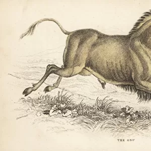 Black wildebeest or white-tailed gnu, Connochaetes gnou