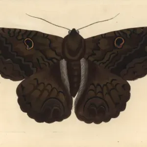 Mariposa bruja negra, Ascalapha odorata. Mariposa bruja negra, Ascalapha odorata.