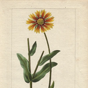 Blanket flower, Gaillardia aristata, native to America