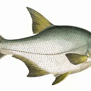 Bream