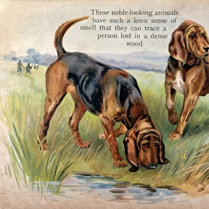 Two Bloodhounds in Field