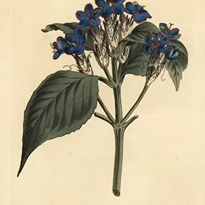 Blue sage, Eranthemum pulchellum
