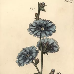 Blue succory or common chicory, Cichorium intybus