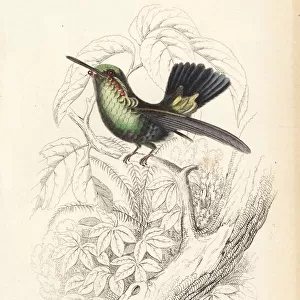 Hummingbirds Collection: Blue Tailed Emerald