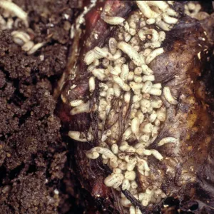 Bluebottle Maggots Print: Carrion Feeding Larvae