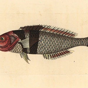 Bluehead fish, Thalassoma bifasciatum