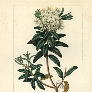 Bog Labrador tea tree, Rhododendron groenlandicum