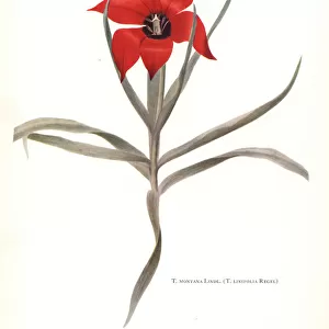 Bokhara tulip, Tulipa montana (Tulipa linifolia)