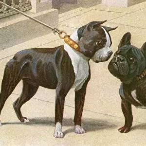 Boston Terrier and French Bulldog