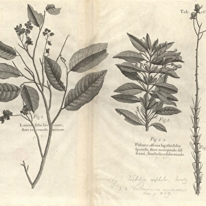 Botanical engravings