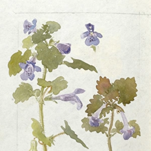 Botanical Sketchbook -- Ground Ivy
