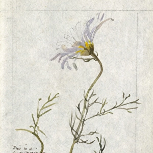 Botanical Sketchbook -- Mayweed