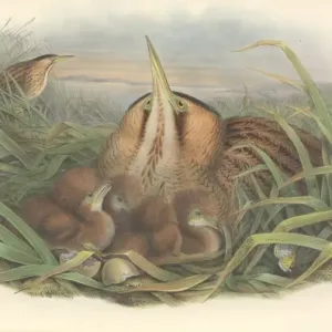Botaurus stellaris, Eurasian Bittern Print Botaurus stellaris, Eurasian Bittern Print