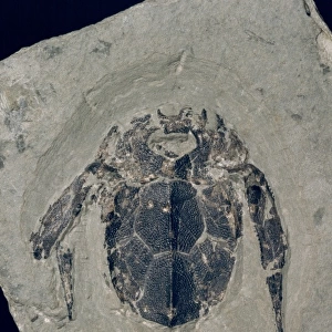 Bothriolepis canadensis, armoured fossil fish