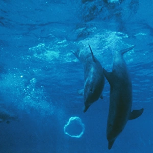 Bottlenose DOLPHIN - Mother and baby play with air bubble