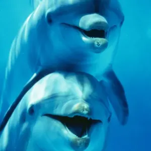 Dauphin à museau d'entonnoir - deux, face à face, l'un sur l'autre. Dauphin à museau d'entonnoir - deux, face à face, l'un sur l'autre.