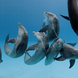 Bottlenose dolphins - group playing / dancing underwater