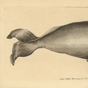 Bowhead whale, Balaena mysticetus Endangered species