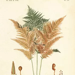 Bracken or common brake fern, Pteridium aquilinum