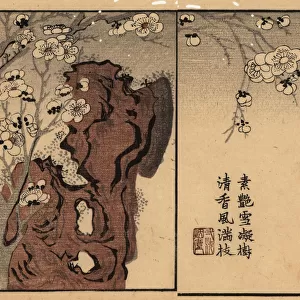 Branch of white plum blossom on a rock with calligraphy