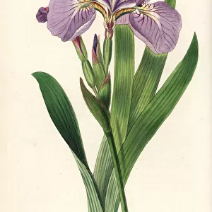 Bristle-tipped iris or beachhead iris, Iris setosa