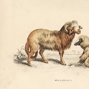 Broad-tailed or laticauda sheep, Ovis aries