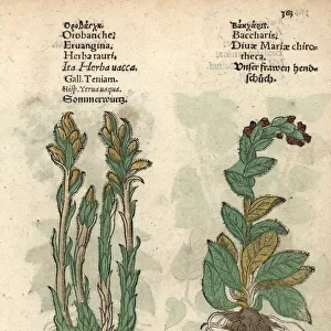 Broomrape, Orobanche minor, and foxglove, Digitalis purpurea