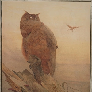 Bubo bubo, northern eagle-owl
