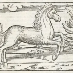 Print of Bucephalus, the horse of Alexander the Great Print of Bucephalus, the horse of Alexander the Great
