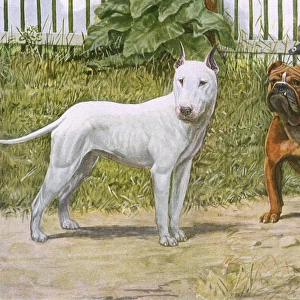 Bull Terrier and English Bulldog