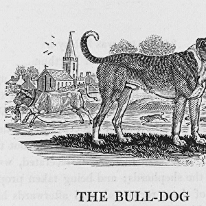 Bulldog (Bewick)
