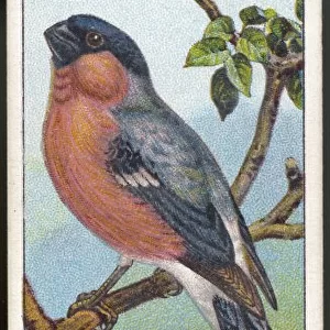 Bullfinch / Cig. Card / 1915