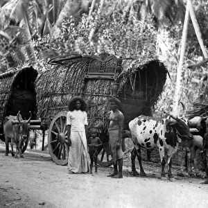 Bullock-drawn carts, Ceylon (Sri Lanka)