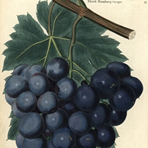Bunch of grapes and vine leaf of the Black